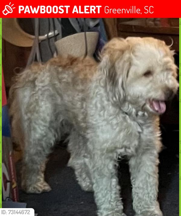 Lost Male Dog last seen Greenville/Sunflower, Greenville, SC 29601