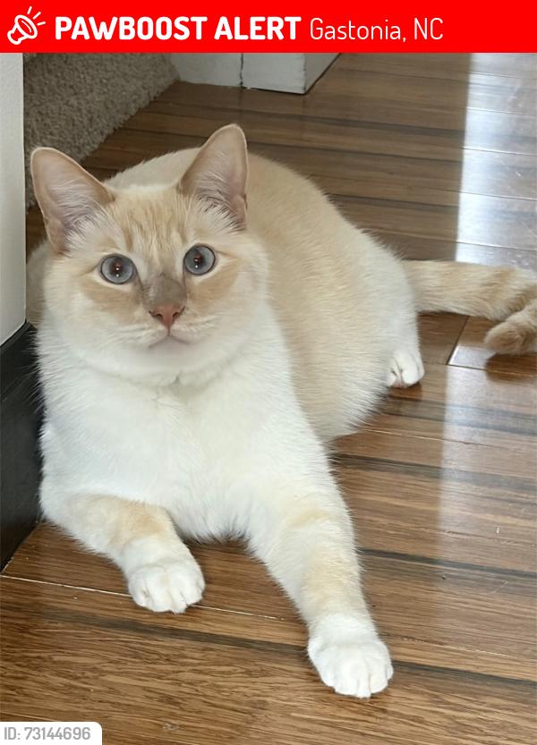 Lost Male Cat last seen Near Scottwood Dr, Gastonia, NC 28054