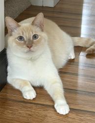 Lost Male Cat last seen Near Scottwood Dr, Gastonia, NC 28054