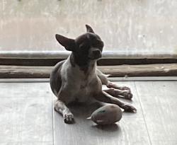 Reunited Male Dog last seen Near and Oneida St, Commerce City, CO 80022