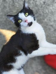 Found/Stray Male Cat last seen Keystone av and peenwood dr, Indianapolis, IN 46205