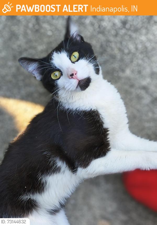 Found/Stray Male Cat last seen Keystone av and peenwood dr, Indianapolis, IN 46205