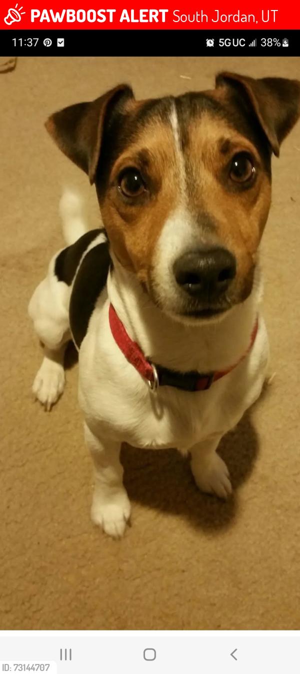 Lost Male Dog last seen Annika way south jordan, South Jordan, UT 84095