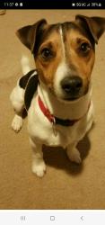 Lost Male Dog last seen Annika way south jordan, South Jordan, UT 84095
