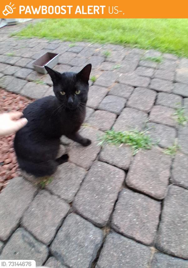 Found/Stray Male Cat last seen In woods near 22 and 3, Clarksville, OH., US-22,  15670