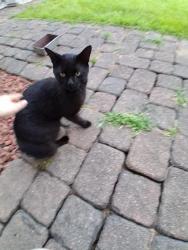 Found/Stray Male Cat last seen In woods near 22 and 3, Clarksville, OH., US-22,  15670