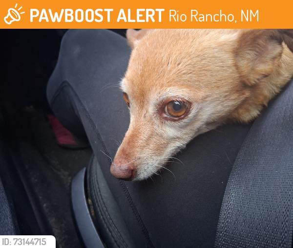 Found/Stray Female Dog last seen Alon across from the McDonald's, Rio Rancho, NM 87124