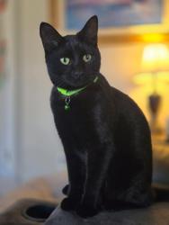 Lost Male Cat last seen East Hills Dr, Moore, OK 73160