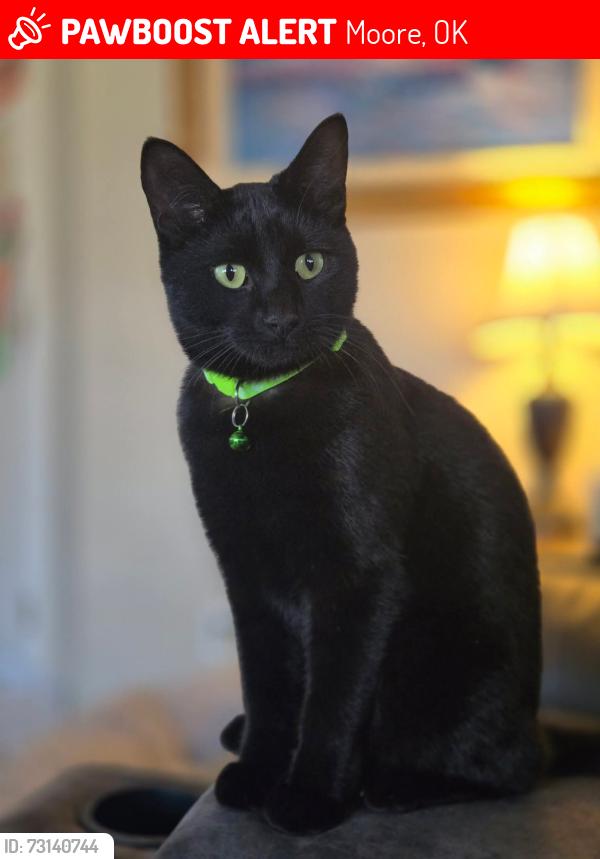 Lost Male Cat last seen East Hills Dr, Moore, OK 73160