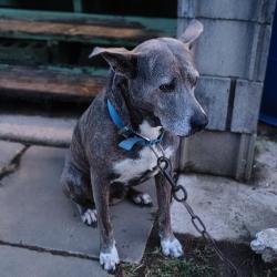 Lost Male Dog last seen County Road 421 Cullman, Al, Cullman, AL 35057