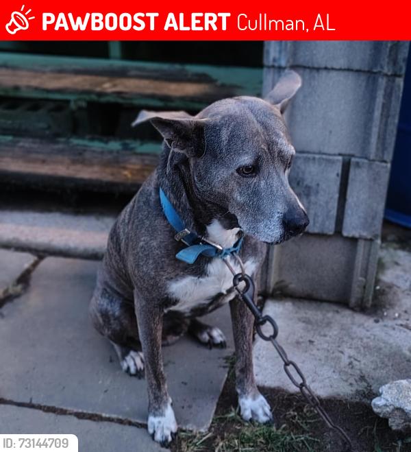 Lost Male Dog last seen County Road 421 Cullman, Al, Cullman, AL 35057