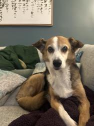 Reunited Female Dog last seen Near goldstone terr, Sterling VA 20164, Sterling, VA 20164