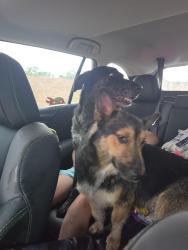 Found/Stray Male Dog last seen Little Cesar on 550, Bernalillo, NM 87043