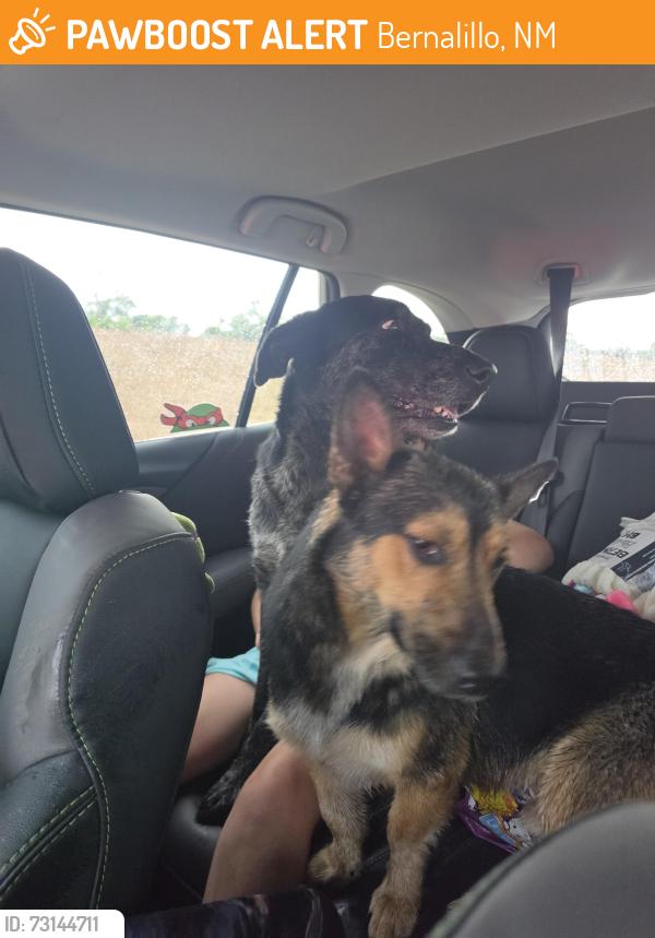 Found/Stray Male Dog last seen Little Cesar on 550, Bernalillo, NM 87043