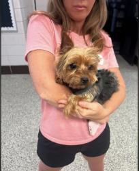 Reunited Male Dog last seen Nan Gray Davis Elementary, Theodore, AL 36582