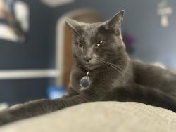 Lost Female Cat last seen Empire Blvd, Irondequoit, NY 14609