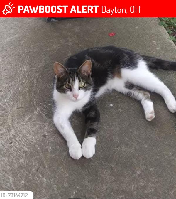 Lost Female Cat last seen Ferdon, Dayton, OH 45405