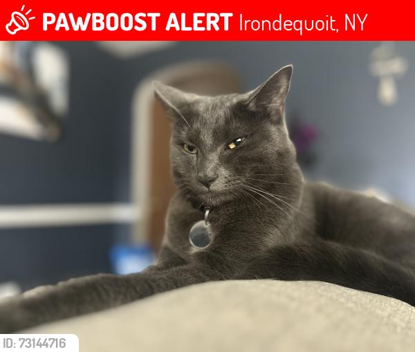 Lost Female Cat last seen Empire Blvd, Irondequoit, NY 14609