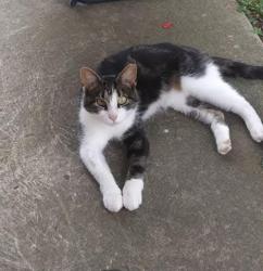 Lost Female Cat last seen Ferdon, Dayton, OH 45405