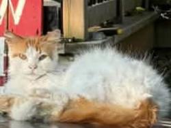Lost Male Cat last seen Near Fargo rd, Blenheim, On, Chatham-Kent, ON N0P 1A0