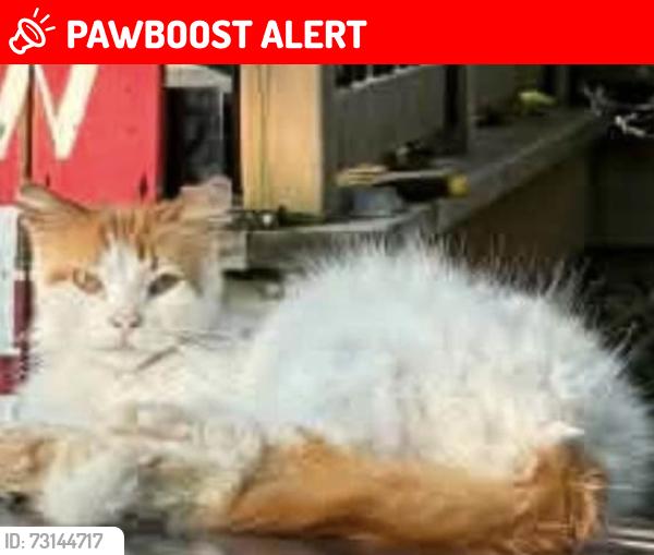 Lost Male Cat last seen Near Fargo rd, Blenheim, On, Chatham-Kent, ON N0P 1A0