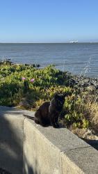 Reunited Unknown Cat last seen Down the walk from Benihana, Burlingame, CA 94010