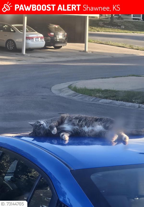 Lost Female Cat last seen 67th & quivera, Shawnee, KS 66216