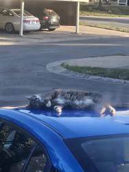 Lost Female Cat last seen 67th & quivera, Shawnee, KS 66216