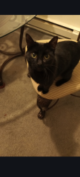 Lost Female Cat last seen Seward ave & Cloverdale st, Seattle, WA 98118