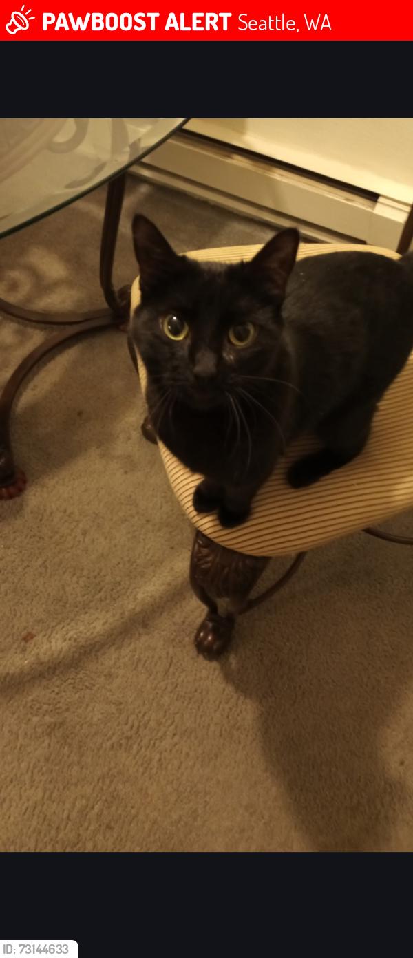 Lost Female Cat last seen Seward ave & Cloverdale st, Seattle, WA 98118