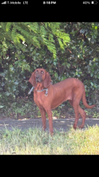 Reunited Unknown Dog last seen Queens St, Titusville, FL 32780