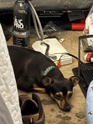 Reunited Female Dog last seen Near E Valley Blvd, Walnut, CA 91789, USA, Walnut, CA 91789
