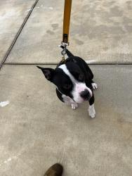 Reunited Male Dog last seen Walmart Neighborhood Market, Harker Heights, TX 76548