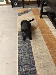 Lost Male Cat last seen Phillips Dr and Blue grass place, Pomona, CA 91766