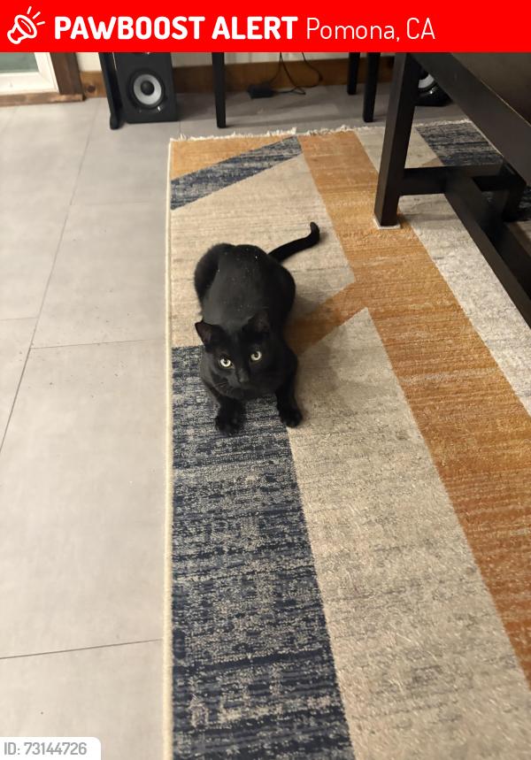 Lost Male Cat last seen Phillips Dr and Blue grass place, Pomona, CA 91766