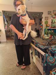 Reunited Male Dog last seen Viburnum lane Winter Park, Goldenrod, FL 32792