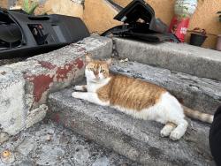 Lost Female Cat last seen Palos Verdes St, Los Angeles, CA 90731