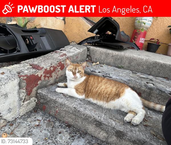 Lost Female Cat last seen Palos Verdes St, Los Angeles, CA 90731