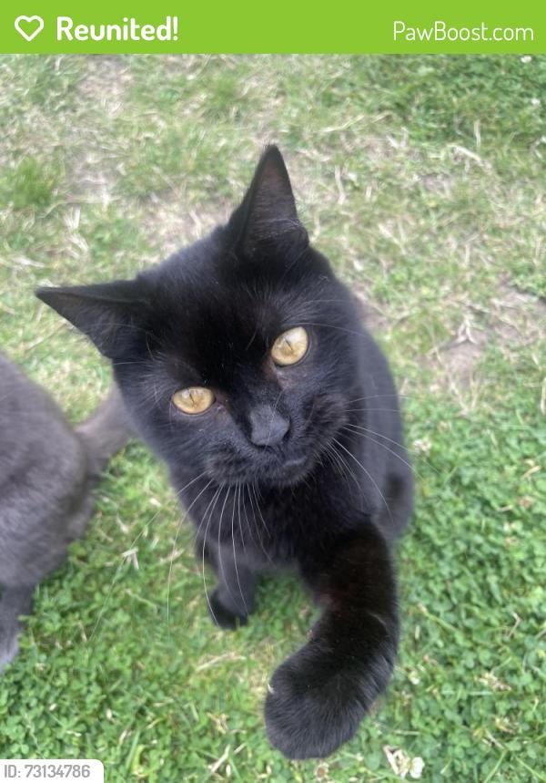 Reunited Male Cat last seen Magnolia Park Rochford, Essex, England 