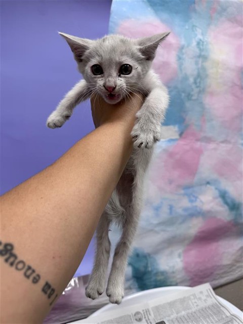 Shelter Stray Male Cat last seen FRANKLIN BLVD / LAGUNA BLVD, 9150 Union Park Way, Elk Grove, CA 95624, USA