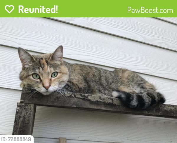 Reunited Female Cat last seen 71st & Hague Rd, Indianapolis, IN 46256