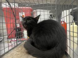 Shelter Stray Male Cat last seen Near BLOCK E WEBB AVE, NORTH LAS VEGAS NV 89030, 655 N Mojave Rd, Las Vegas, NV 89101, USA