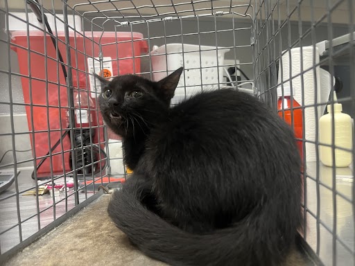 Shelter Stray Male Cat last seen Near BLOCK E WEBB AVE, NORTH LAS VEGAS NV 89030, 655 N Mojave Rd, Las Vegas, NV 89101, USA