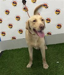 Shelter Stray Male Dog last seen ELKTON STREET & STATE ROAD 52, 19640 Dogpatch Ln, Land O' Lakes, FL 34638, USA