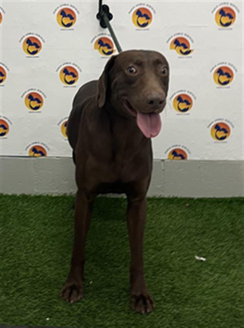 Shelter Stray Male Dog last seen ELKTON STREET & STATE ROAD 52, 19640 Dogpatch Ln, Land O' Lakes, FL 34638, USA