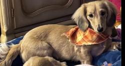 Lost Female Dog last seen Highland Ranches community, Weston, FL 33326