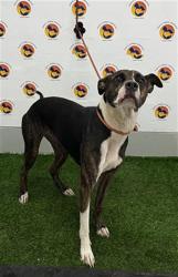 Shelter Stray Female Dog last seen RIVER RD / DUCK LAKE CANAL RD, 19640 Dogpatch Ln, Land O' Lakes, FL 34638, USA
