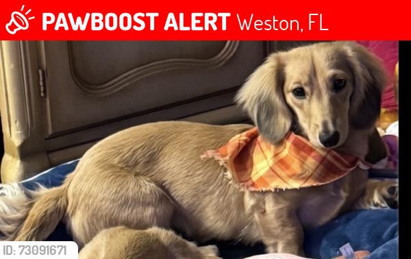 Lost Female Dog last seen Highland Ranches community, Weston, FL 33326