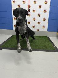 Shelter Stray Male Dog last seen CHRISTIAN ROAD, 19640 Dogpatch Ln, Land O' Lakes, FL 34638, USA