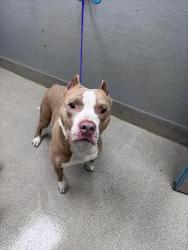 Shelter Stray Male Dog last seen Near BLOCK MOUNTAIN VISTA ST, LAS VEGAS NV 89121, 655 N Mojave Rd, Las Vegas, NV 89101, USA